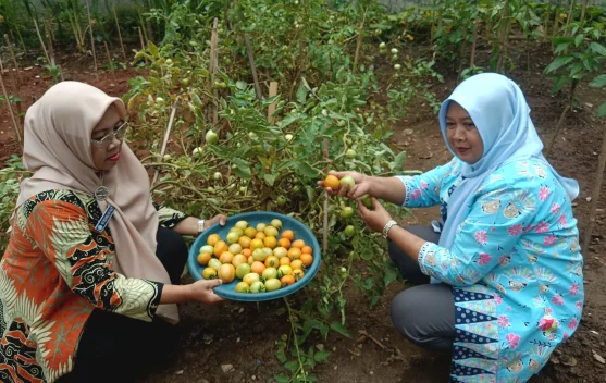Hijaukan Jakarta  Warga Koja Berhasil Ubah Lahan Kumuh Jadi Kebun Produktif