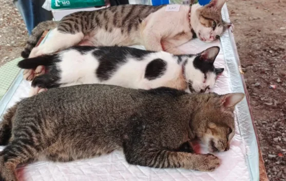 Cegah Rabies, Sudin KPKP Kepulauan Seribu Gencarkan Vaksinasi-Sterilisasi Kucing