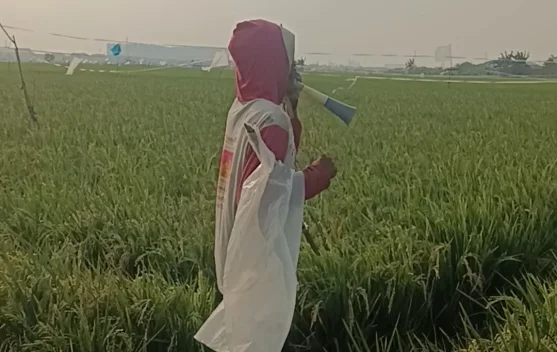 Perjuangan Petani Rorotan Menjaga Hasil Panen Melimpah di tengah Kemarau Panjang