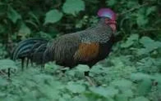 Perburuan dan Erosi Genetik, Ancam Populasi Ayam Hutan Asli Indonesia