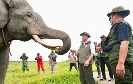 Jaga Gajah dari Karhutla, Menhut Raja Antoni Pertebal Pasukan Darat