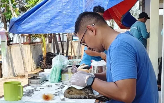 Kendalikan Populasi, 111 Kucing di Kepulauan Seribu Divaksin Gratis