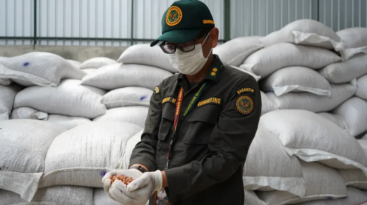 Terdeteksi Aflatoksin Tinggi, Barantin Tolak 40 Ton Kacang Tanah Impor