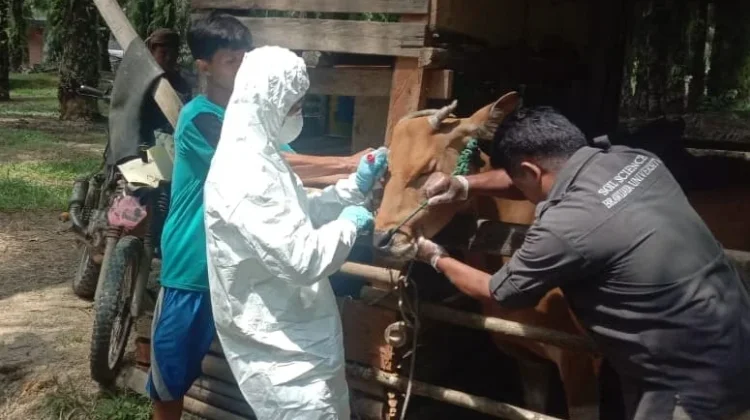 Cegah Penyakit,Disnak Sarolangun Gencarkan Vaksinasi