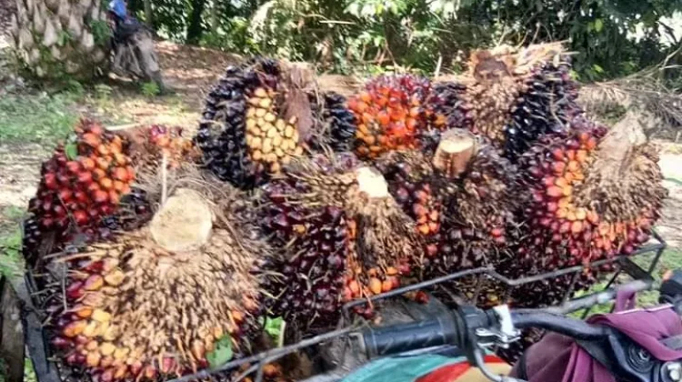 Harga Sawet Jambi Turun ditengah Pasar Komoditas Global yang Fluktuatif