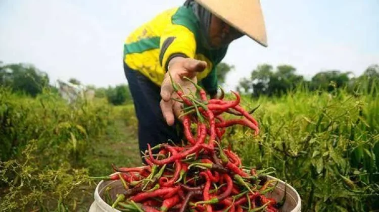 NTP Jambi Naik, Cabai Merah Picu Kenaikan