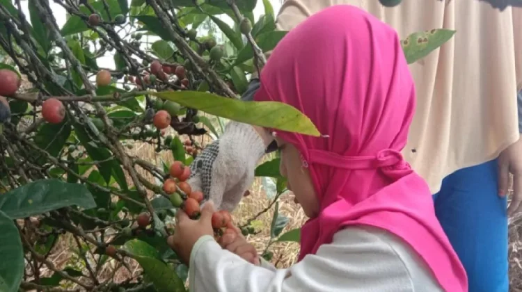 Berbuka Ditemani Kopi Liberika