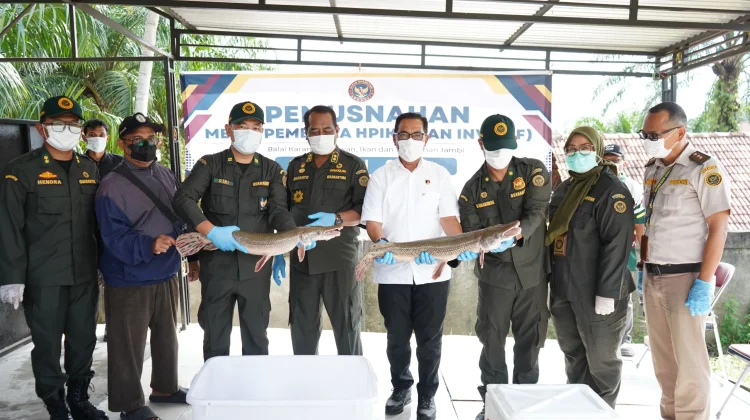 Lindungi Ekosistem, Karantina Jambi Ingatkan Bahaya Ikan Invasif