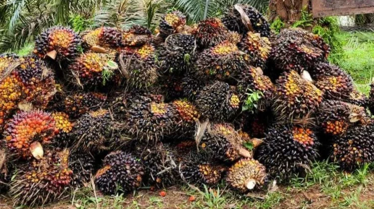 Harga TBS Sawit Jambi Naik jelang Lebaran