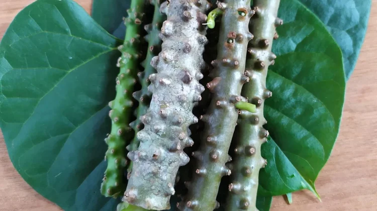 Ramuan Alami untuk Meringankan Nyeri Asam Urat