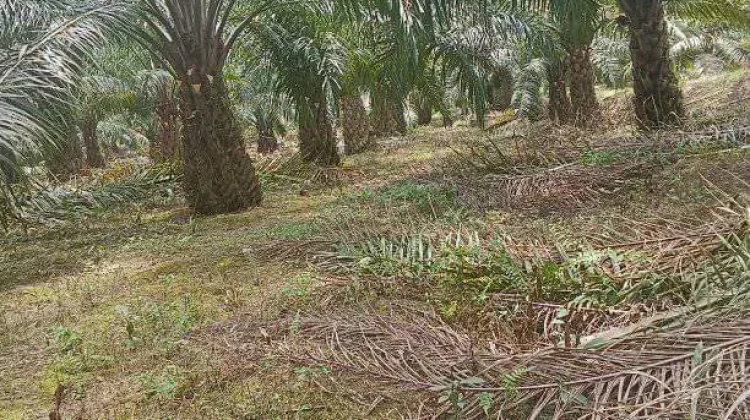 Provinsi Jambi Lima Besar dengan Luasan Lahan Sawet tidak Produktif