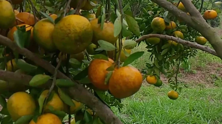 Libur Lebaran ke Kebun Menjadi Hal yang Menyenagkan