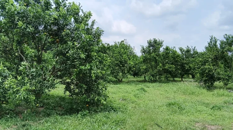 Seluas 3,5 hektare Kebun Jeruk di Jambi menjadi  wisata dadakan