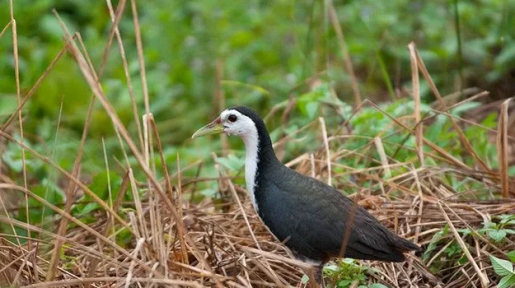 Burung Dengan Peran Luar Biasa