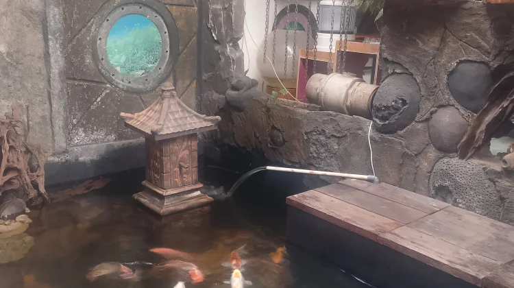Tips Merawat Kolam Ikan di dalam Rumah