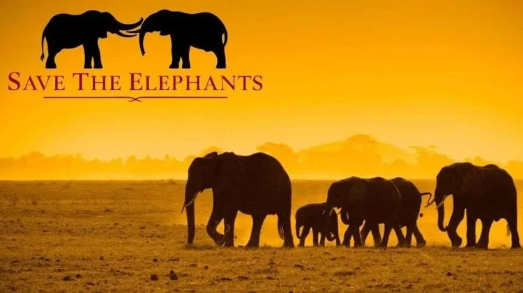 Tingkatkan Kesadaran Global tentang Ancaman yang Dihadapi Gajah