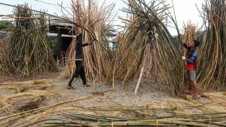 Rotan Indonesia Menjadi Primadona dengan Harga Tinggi