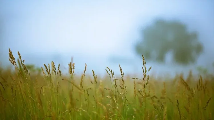 Pentingnya Mewaspadai Kabut Embun di Pagi Hari
