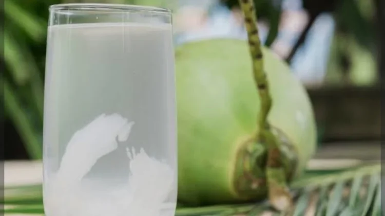 Minum Air Kelapa saat Cuaca Panas