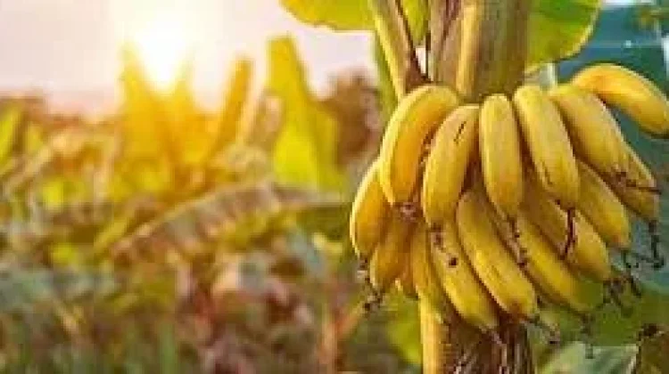 Manfaat Konsumsi Pisang untuk Kesehatan Tubuh