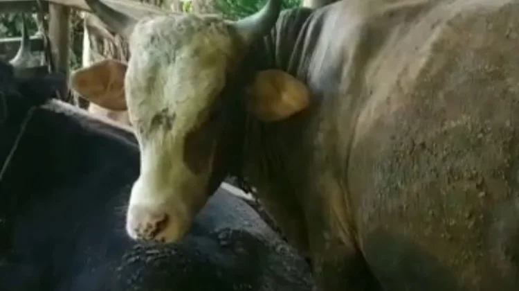 Meminimalisir Risiko, Disnak Sarolangun Awasi Lalu Lintas Ternak jelang Idul Adha