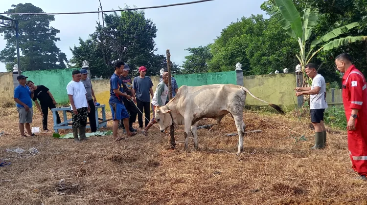 Disnak Sarolangun Fokus Pemeriksaan di Titik Pemotongan Hewan Kurban