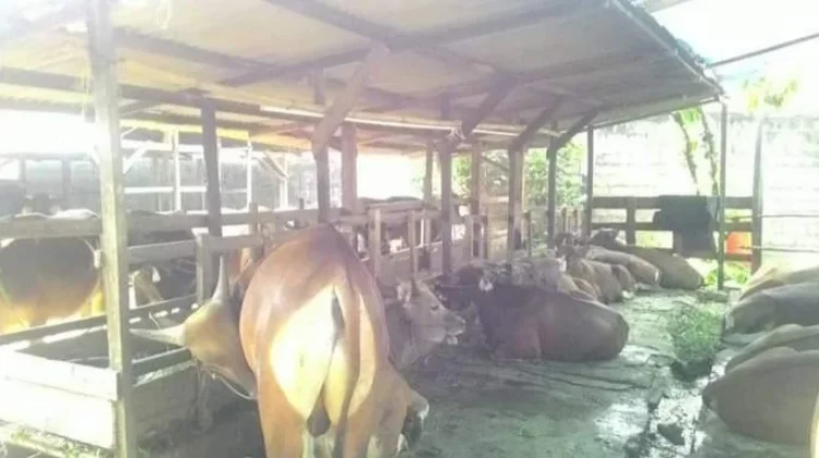 Gunakan Plastik Transparan dalam Distribusi Daging Kurban