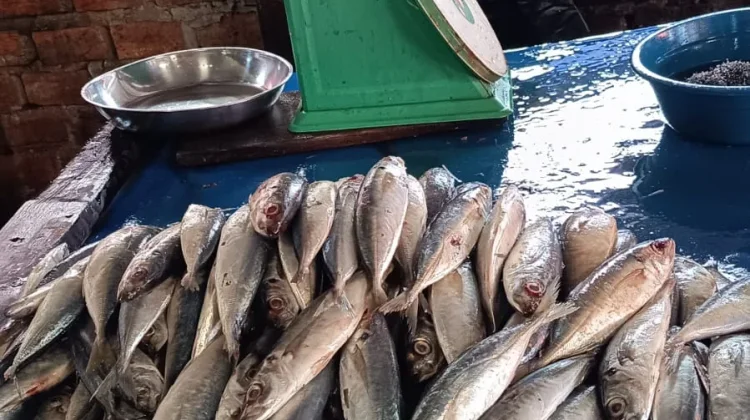 Memilih Ikan yang layak di komsumsi