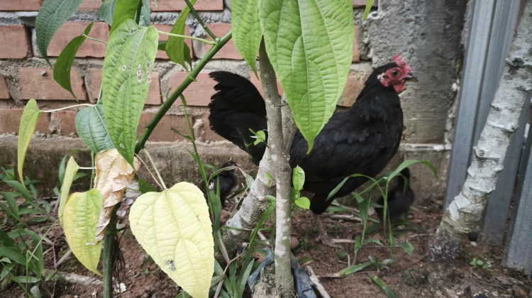 Pakan Ayam Kampung Berkualitas Bisa Diracik Sendiri