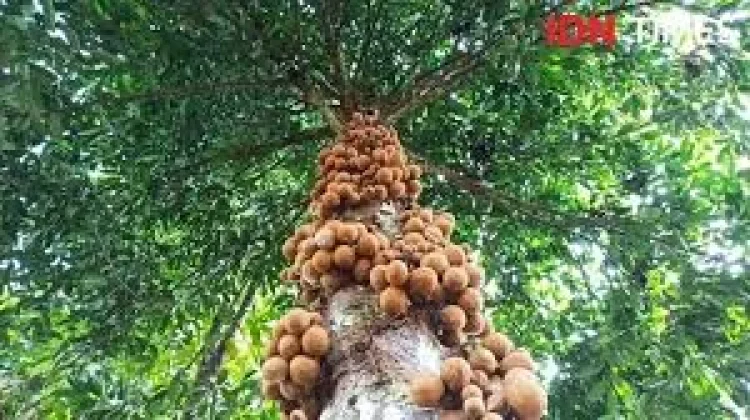 Buah Kepel: Si Buah Bangsawan yang Menjadi Parfum Alami