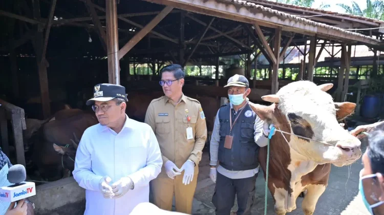 Pemkot Jambi Pastikan Hewan Ternak Sehat Hadapi Idul Adha