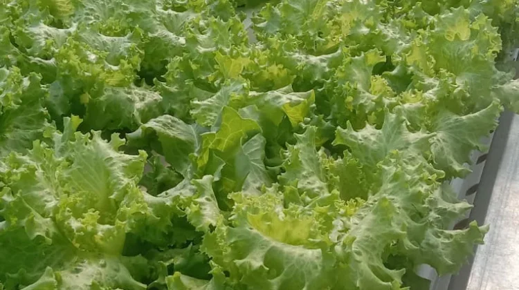 Tips Mengonsumsi dan Mengolah Salada
