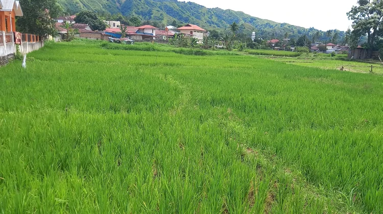 NTP provinsi Jambi Alami Peningkatan