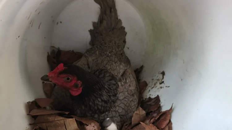 Hal yang Harus Dipelajari sebelum Beternak Ayam Kampung