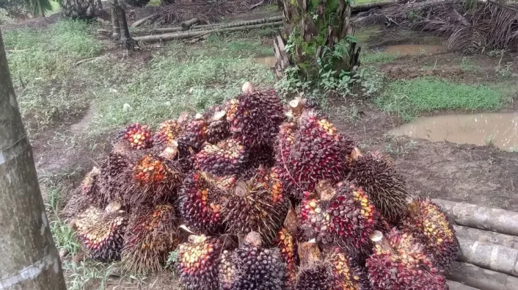 Harga Tandan Buah Segara Sawit Provinsi Jambi Bertahan