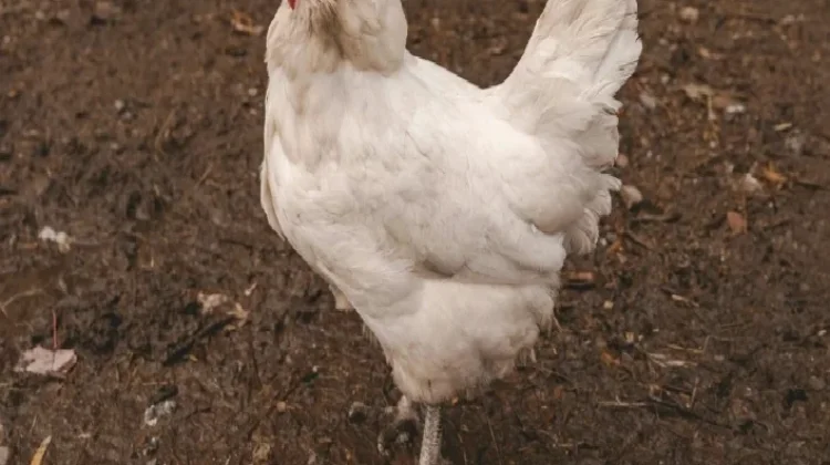 Mitos dan Fakta tentang Ayam Kampung Lebih Sehat