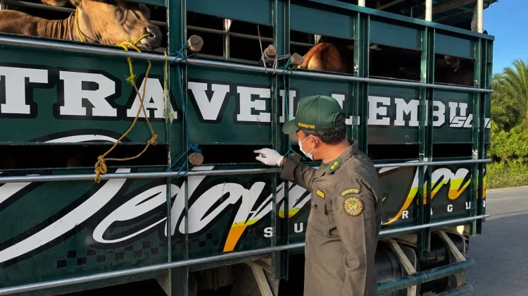 Menjelang Idul Adha, Lalu Lintas Hewan Kurban di Jambi Tembus 24 Ribu Ekor