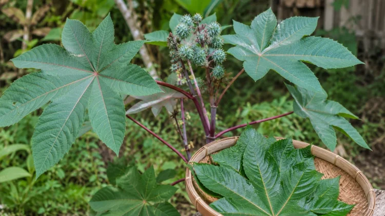 Dipakai Sebagai Obat Tradisional, Daun Jarak ternyata Punya Banyak Manfaat