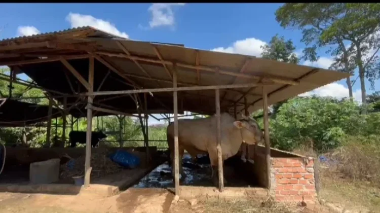 Kucai Menjadi Sapi Brahman, Calon Hewan Kurban Presiden untuk Warga Palmerah