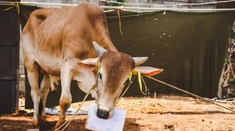 Tata Cara Penyembelihan Hewan Qurban