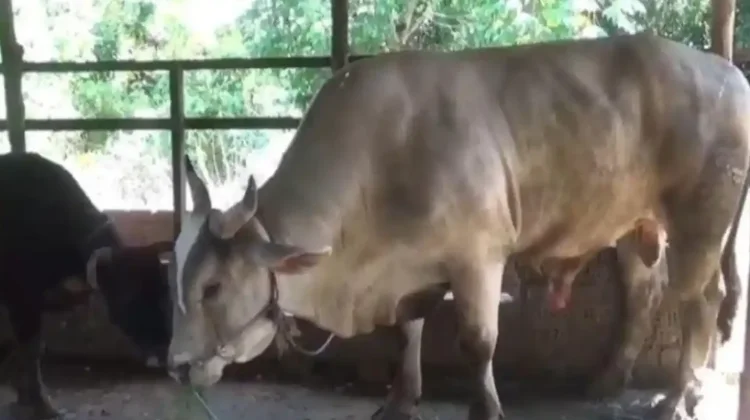 Sapi Kurban Presiden Seberat 836 Kilogram Siap Disembelih di Kota Jambi