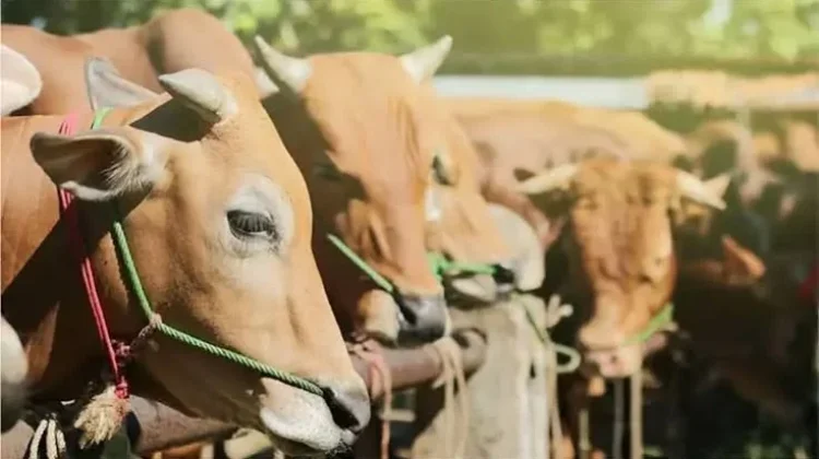 Ciri-Ciri Hewan yang Layak untuk Qurban