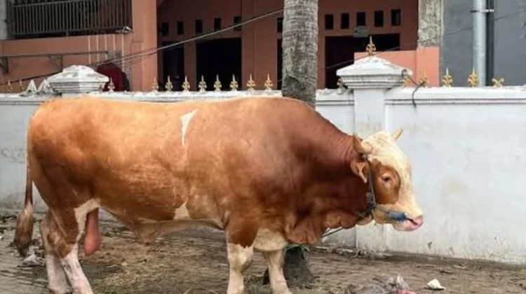 1.098 Ekor Sapi Banpres untuk Qurban Dibagikan ke 552 Daerah