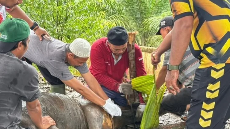 Polres Muaro Jambi Laksanakan Pemotongan Hewan Kurban