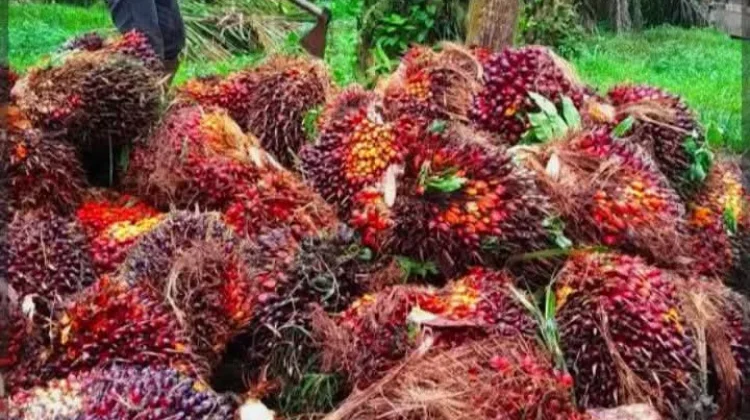 Dampak Perubahan Ekspor Cpo satu Pintu Melalui Danantara bagi Provinsi Jambi