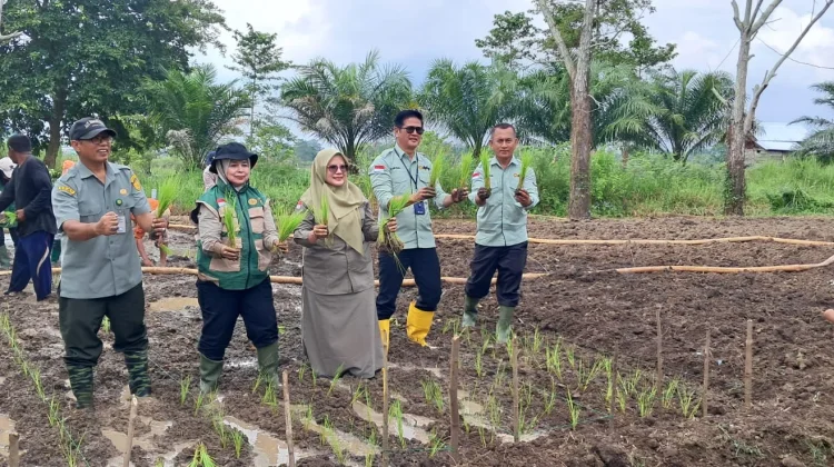 Tahun ini, DPKP Kota Jambi targetkan luas tambah tanam padi 538 HA