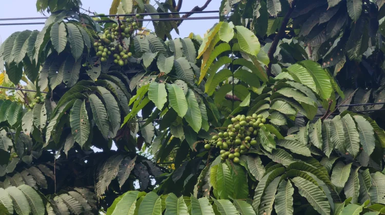 Matoa Buah yang Unik dengan Varian Rasa Seperti Durian