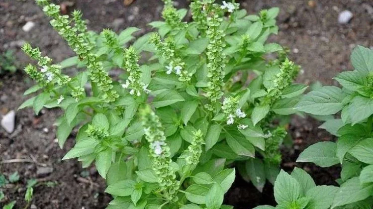 Herbal Bantu Turunkan Berat Badan dengan Cepat