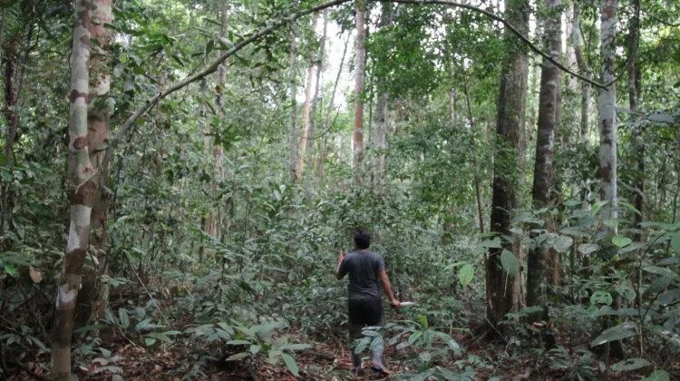 KKI Warsi PETI Jadi Ancaman Serius Bagi Hutan di Jambi