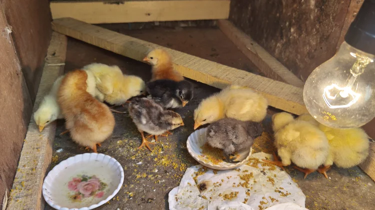 Ayam Broiler Memiliki Masa Panen Cepat dengan Pakan Tepat